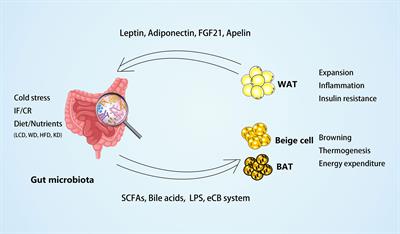 Cross-Talk Between Gut Microbiota and Adipose Tissues in Obesity and Related Metabolic Diseases